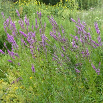 Lythrum salicaria - Purple loosestrife