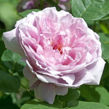 Rosa  Mary Rose - English Shrub Rose