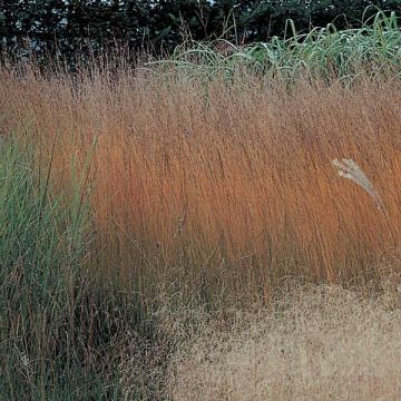 Molinia caerulea subsp. caerulea Heidebraut - Purple Moor-grass
