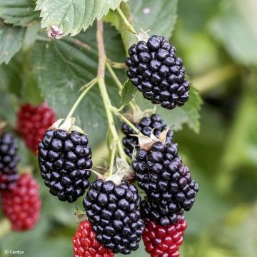 Rubus fruticosus Navaho - Thornless Blackberry