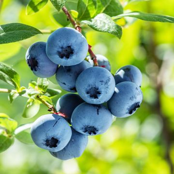 Blueberry  Bluesbrothers - Vaccinium corymbosum