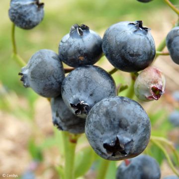 Vaccinium corymbosum Hortblue Poppins