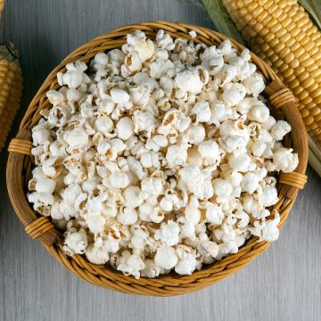 Corn Tom Thumb Popcorn - Ferme de Sainte Marthe Seeds