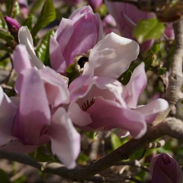 Magnolia stellata (x) liliiflora Nigra George Henry Kern