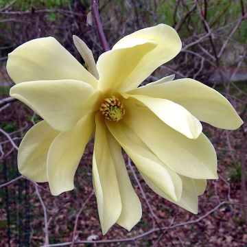 Magnolia (x) stellata Gold Star