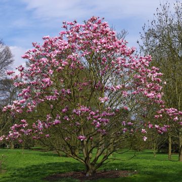 Magnolia campbellii (x) liliiflora Star Wars