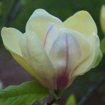 Magnolia x brooklynensis Sunsation