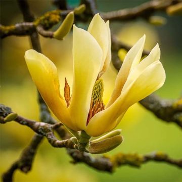 Magnolia  acuminata Butterflies