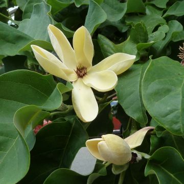 Magnolia (x) brooklynensis (M. acuminata x M. liliiflora) Yellow Bird