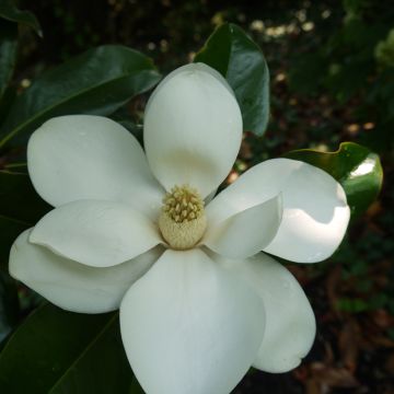 Magnolia grandiflora Brackens Brown Beauty