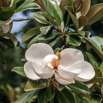 Laurier-tulipier - Magnolia grandiflora Goliath