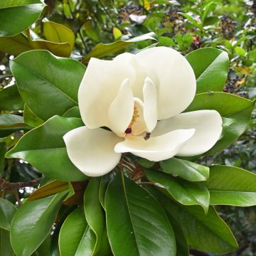 Magnolia grandiflora Nana (Praecox)