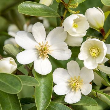 Magnolia laevifolia Vanilla Pearls® -  - Michelia yunnanensis