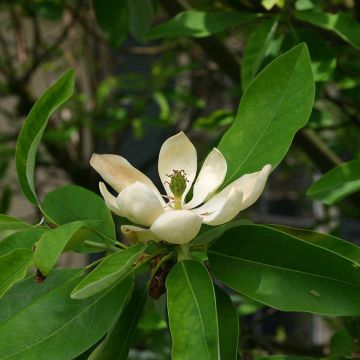 Magnolia virginiana Glauca