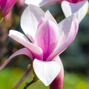 Magnolia  soulangeana Andre Leroy