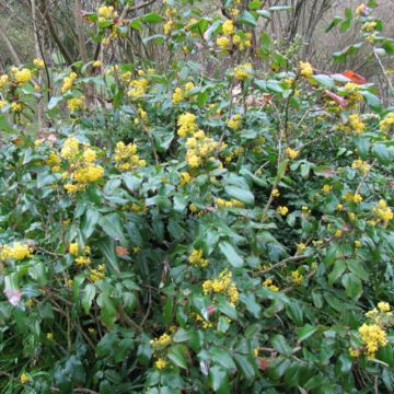 Mahonia aquifolium - Mahonie à feuilles de houx