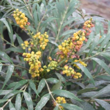 Mahonia confusa Nara Hiri - Mahonia hybride 