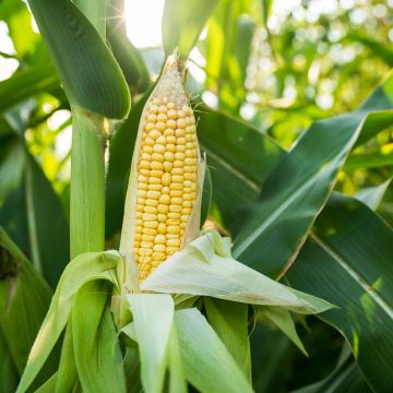 Sweet Corn Golden Bantam - Zea Mays