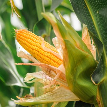 Zea mays - Fodder Corn