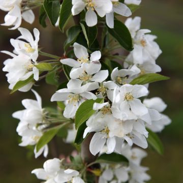 Malus robusta Dolgo - Crabapple