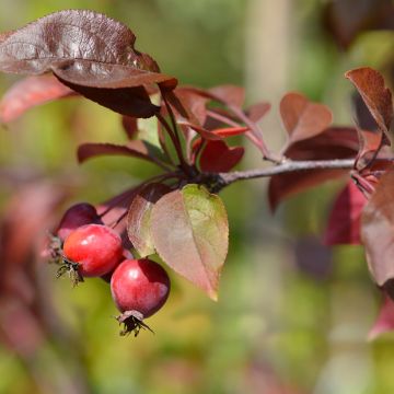 Pommier d'ornement - Malus Aldenhamensis