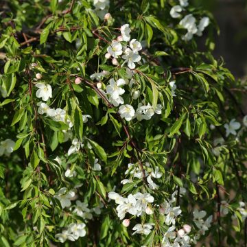 Malus Fontana - Crab Apple