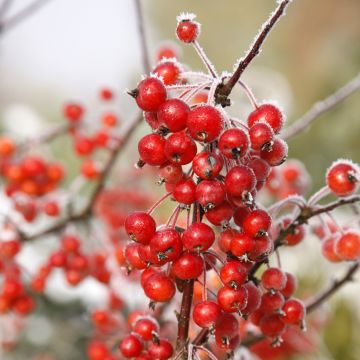 Malus POM'ZAI - Crabapple