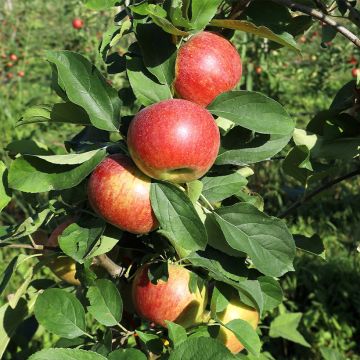 Malus domestica Cesarz Wilhelm, Kaiser Wilhelm, Reinette rouge - Pommier domestique, Pommier commun