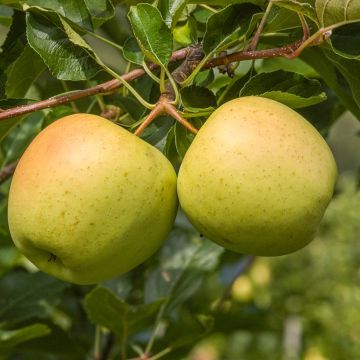 Malus domestica 'Borkh' Golden Noble - Pommier domestique, Pommier commun