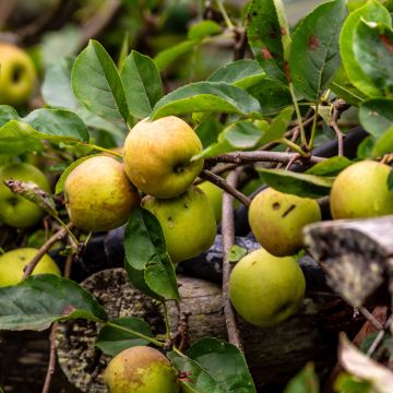 Malus domestica Kosztela - Pommier domestique, Pommier commun