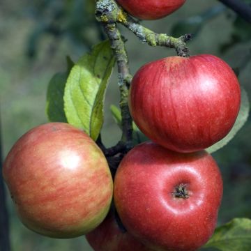 Malus domestica Rajewskie - Pommier domestique, Pommier commun