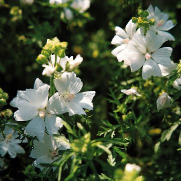 Malva Moschata Snow White 