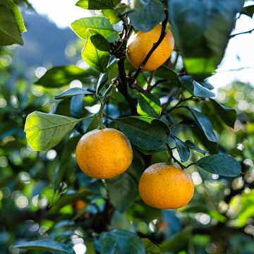 Satsuma Mandarin Tree - Citrus unshiu