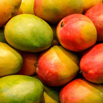 Mangifera indica - Mango Tree