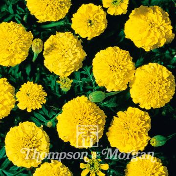 French Marigold Boy OBoy Yellow Seeds - Tagetes patula