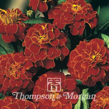 French Marigold Scarlet Sophie Seeds - Tagetes patula