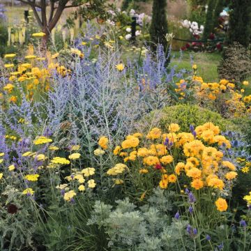 Yellow and blue summer flowers for a sunny borde