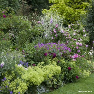 Romantic garden plant collection