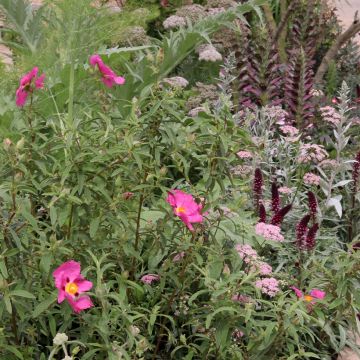 Collection of plants for a dry summer flowerbed