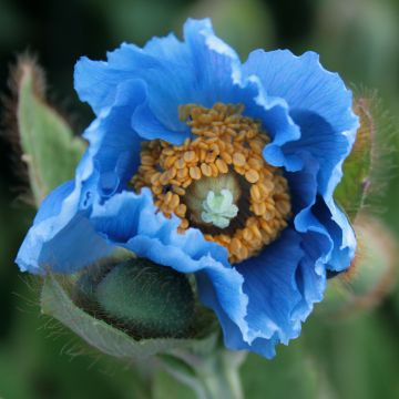 Meconopsis grandis - Blue Poppy