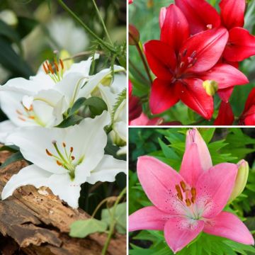 Lilium Asiatic mix