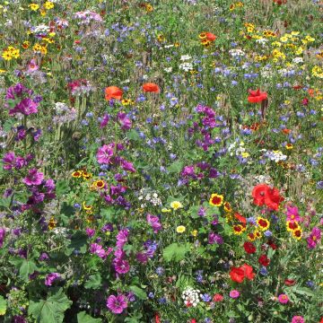Flower mix to support ladybirds