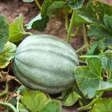 Cucumis melo Ancien Vieille France