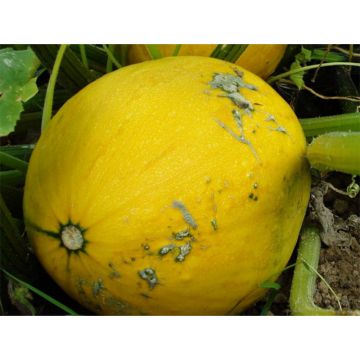 Melon Canary Yellow 2 - Cucumis melo