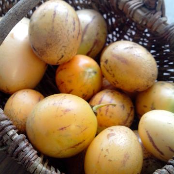Pear Melon - Pepino - Solanum muricatum