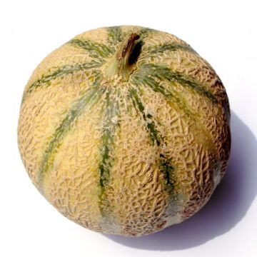 Charentais Melon Troubadour