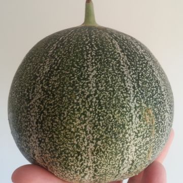 Melon Petit gris de Rennes - Cucumis melo