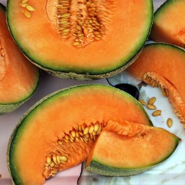 Melon Charentais Santon plants - Cucumis melo