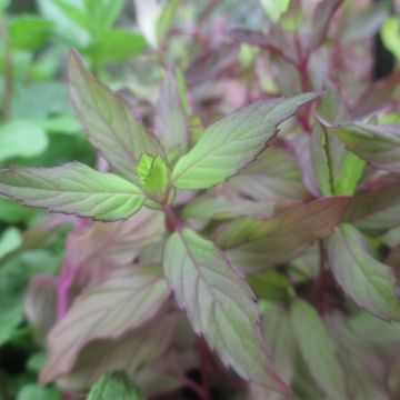 Mentha rotundifolia Ananas
