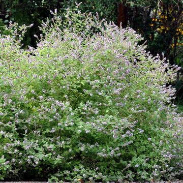 Mentha Gattefossei